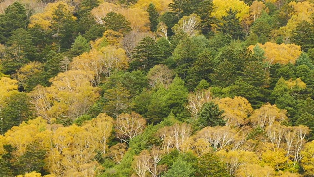 自然视频近距离的树木在山顶在秋天的树叶。位于日本长野县阿尔卑斯山脉北部，以旅游和自然为理念。视频素材