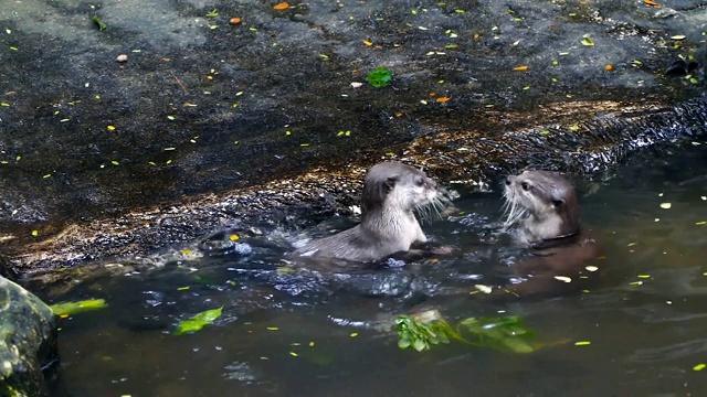 水獭在池塘里一起玩耍视频下载