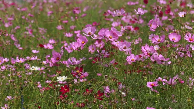 宇宙的花。视频素材