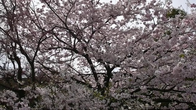 樱花的季节视频素材