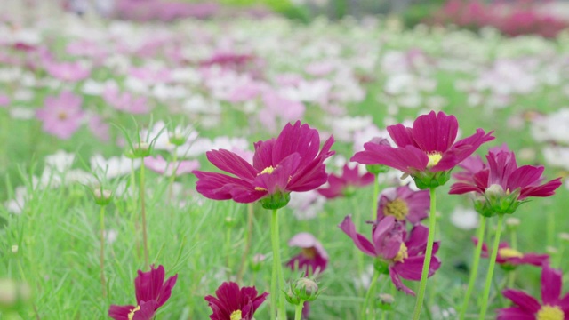 非洲菊的花视频素材