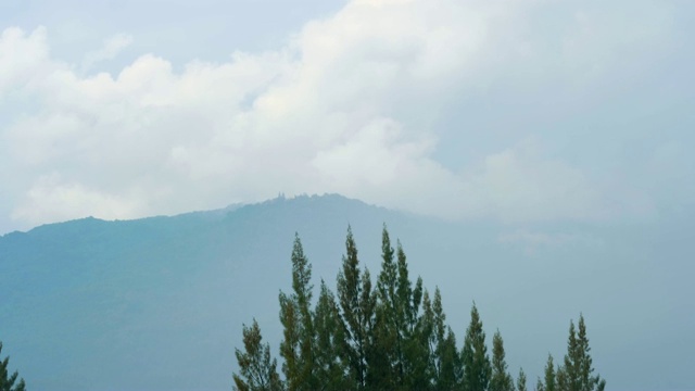 雨中风吹松，背景是山景视频素材