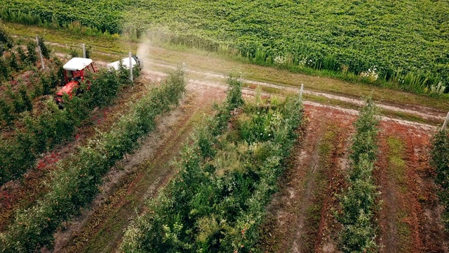 用拖拉机喷洒苹果树视频素材