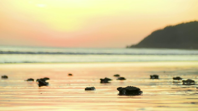 大西洋里德利海龟宝宝在日出时穿过海滩视频素材