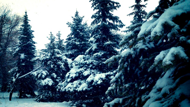 雪花落在冷杉树枝上视频素材