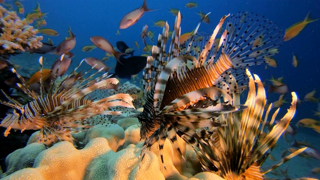 海洋生物狮子鱼视频素材