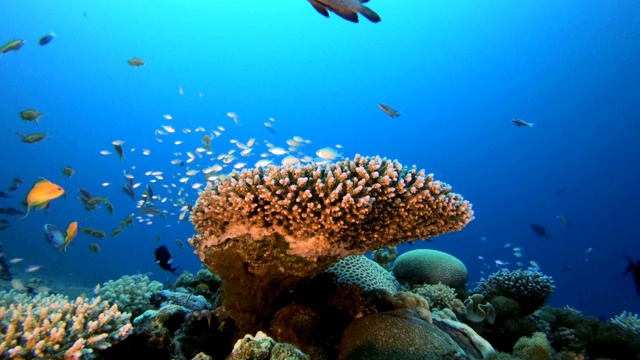 珊瑚礁及海洋生物视频素材