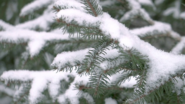 雪中的松树视频素材