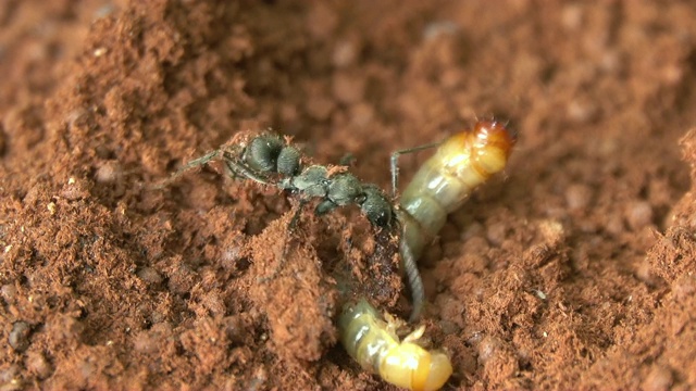 黑蚁食虫视频素材
