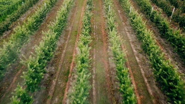 用拖拉机喷洒苹果树视频素材