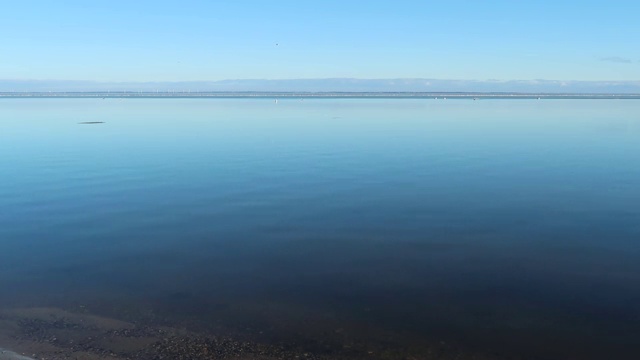 海鸥视频素材