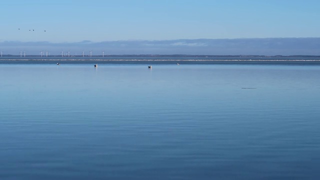 海鸥视频素材