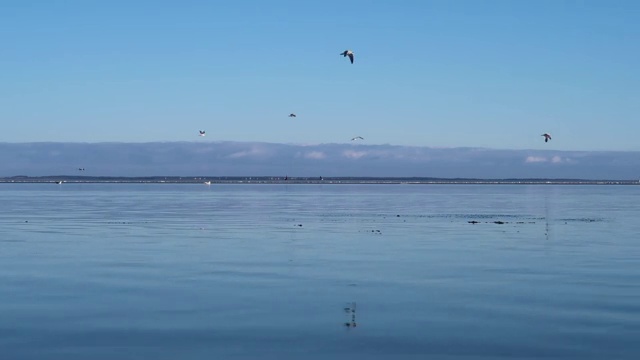 海鸥视频素材