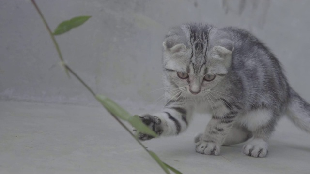 可爱的小猫在水泥地上玩草视频素材