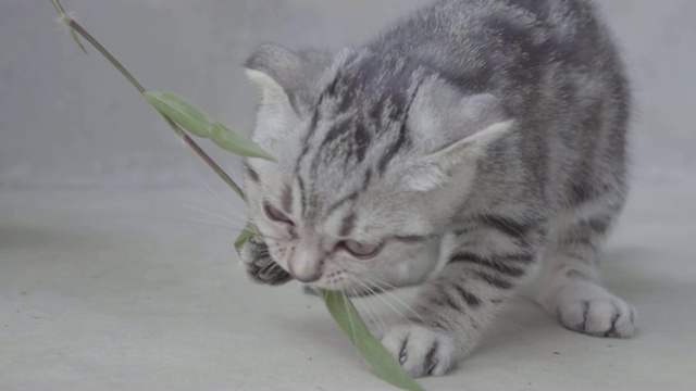 可爱的小猫在水泥地上玩草视频素材