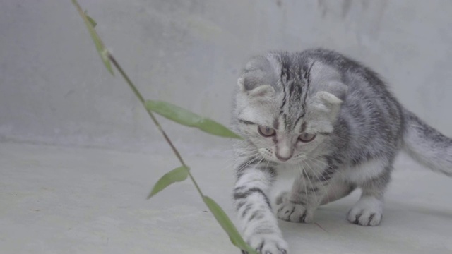 可爱的小猫在水泥地上玩草视频素材