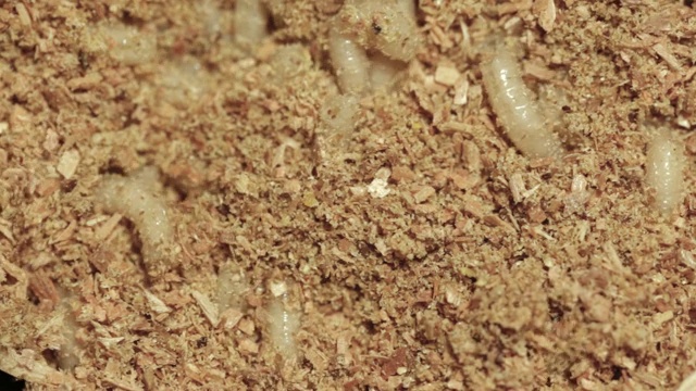 锯屑中的肉蝇幼虫，特写。视频素材