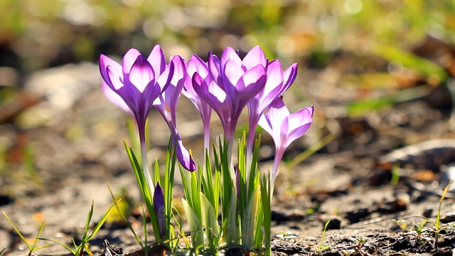 紫色的番红花在阳光下盛开视频素材