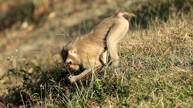 猴子在考艾国家公园的草地上散步，猴子在吃东西，慢镜头视频素材