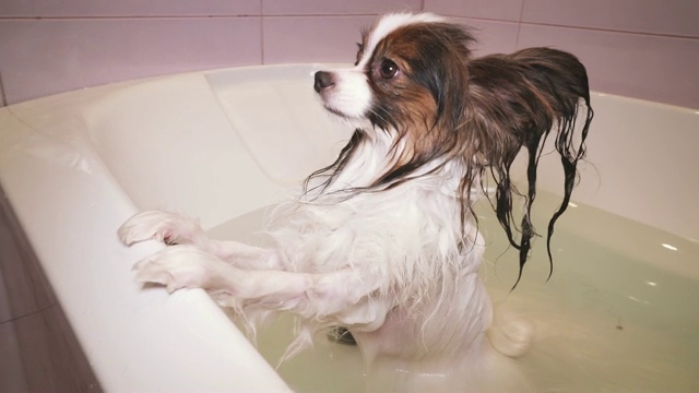 湿蝶耳犬站在浴室库存录像视频素材