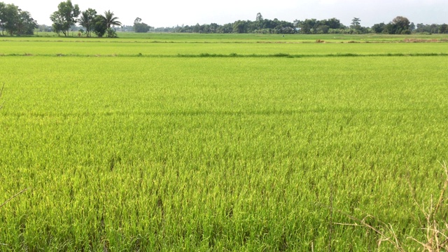 绿色的稻田景观视频素材
