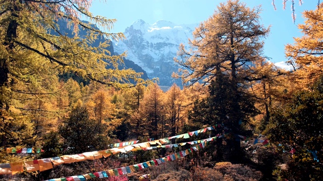 亚丁自然保护区仙乃日神山秋日森林中，彩旗祈福飘扬视频素材