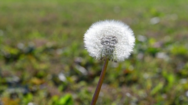 蒲公英的花视频素材