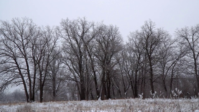 冬天的风景。白雪覆盖的森林视频素材