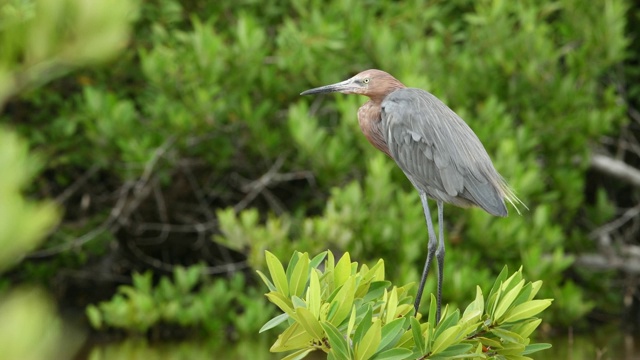 红白鹭(Egretta rufescens)视频素材