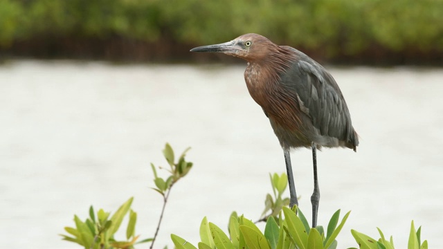 红白鹭(Egretta rufescens)视频素材