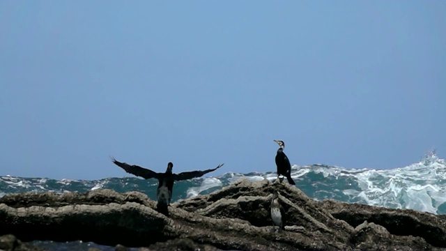 大海波浪海鸟视频素材