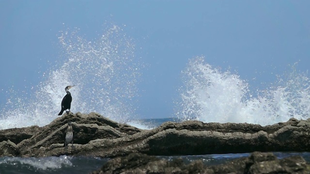 大海波浪海鸟视频素材