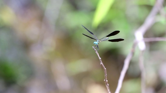 蜻蜓、马达加斯加视频素材