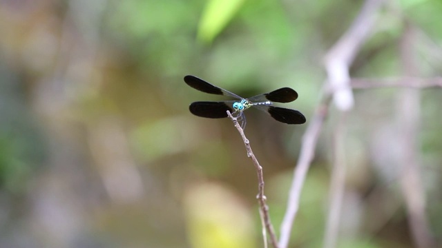 蜻蜓、马达加斯加视频素材