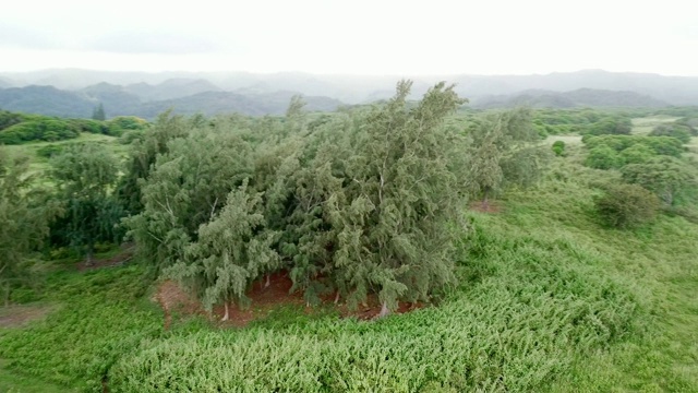 航拍:以朦胧的山脉为背景，在绿色景观周围平移视频素材