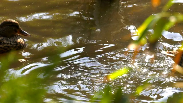 鸭子在湖视频素材