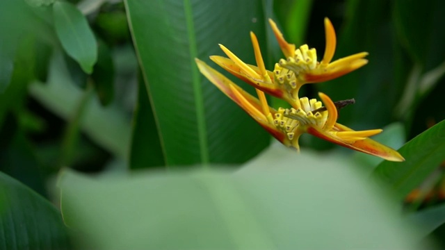 花园里的天堂鸟树视频素材