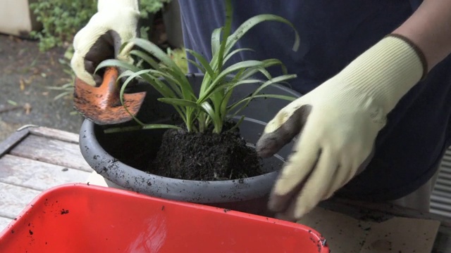 加德纳移花盆种植植物视频素材