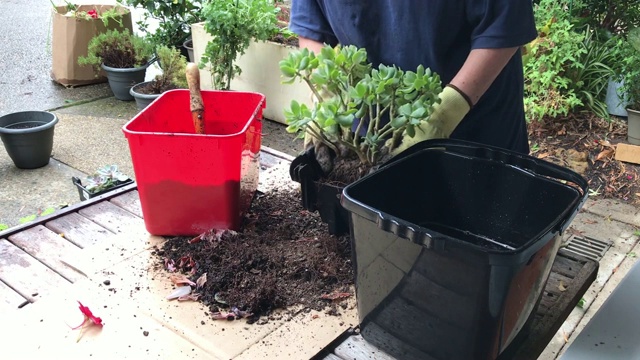 加德纳移花盆种植植物视频素材