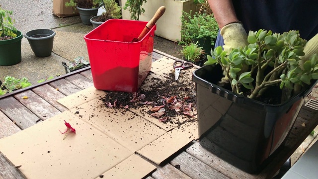 加德纳移花盆种植植物视频素材