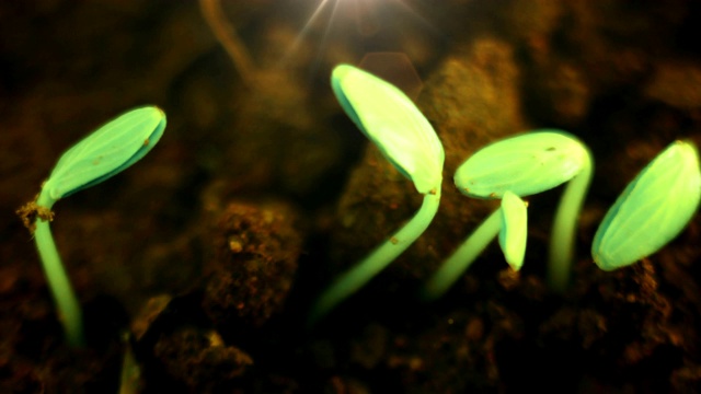 生长中的植物延长黄瓜芽的萌发时间。进化概念，春天新生命。视频素材