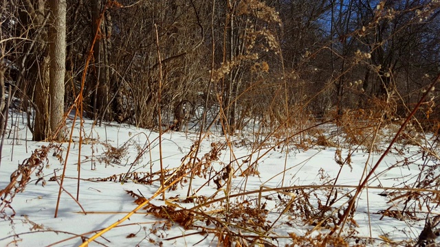 白雪森林与温柔的风。雪地与冬季森林的背景。视频素材