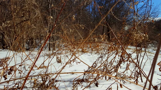 白雪森林与温柔的风。雪地与冬季森林的背景。视频素材