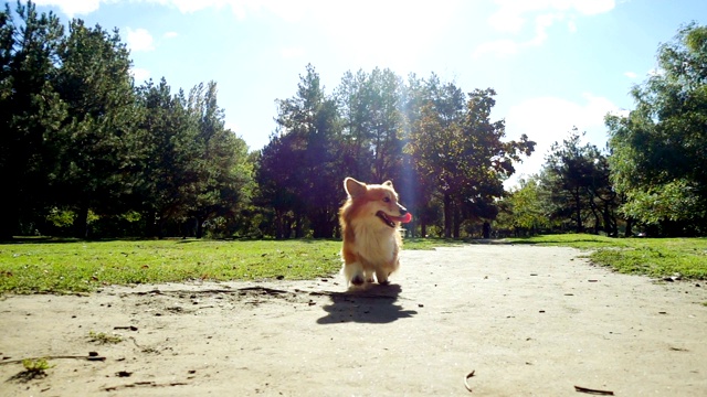 有趣的威尔士柯基犬在户外散步视频素材