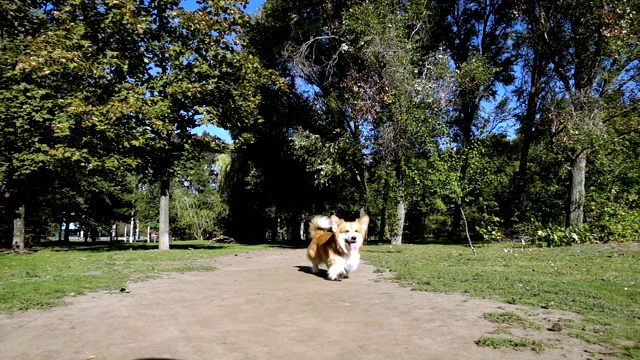 有趣的威尔士柯基犬在户外散步视频素材