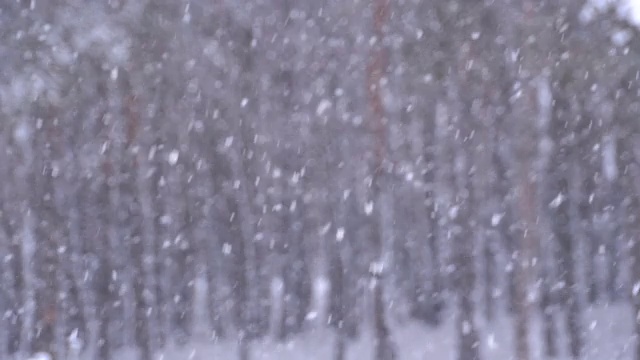 下雪的背景在冬天松林与下雪的圣诞树视频素材