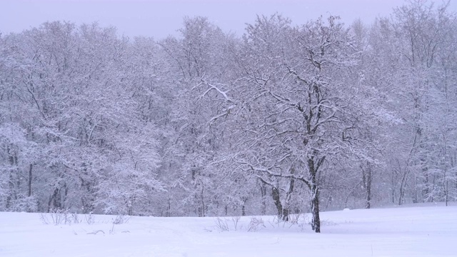 冬天下雪的松林和下雪的圣诞树。慢动作视频素材