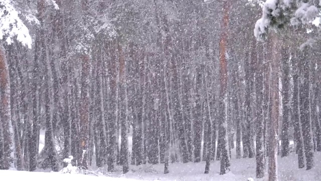 冬天下雪的松林和下雪的圣诞树视频素材