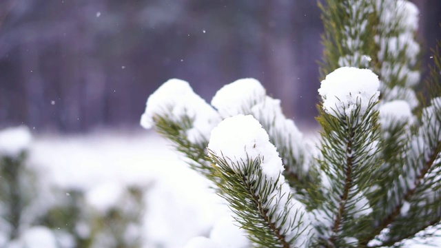 森林里下雪了视频素材