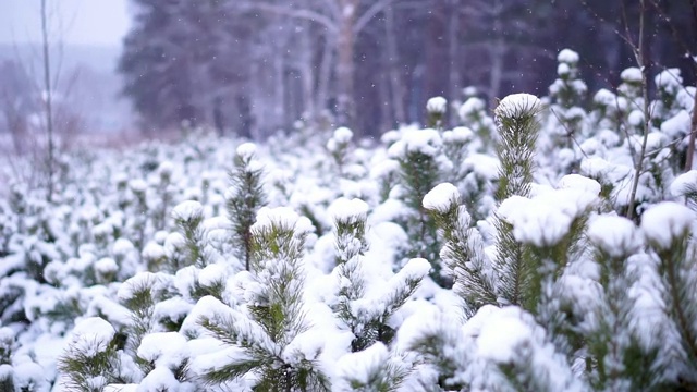 森林里下雪了视频素材